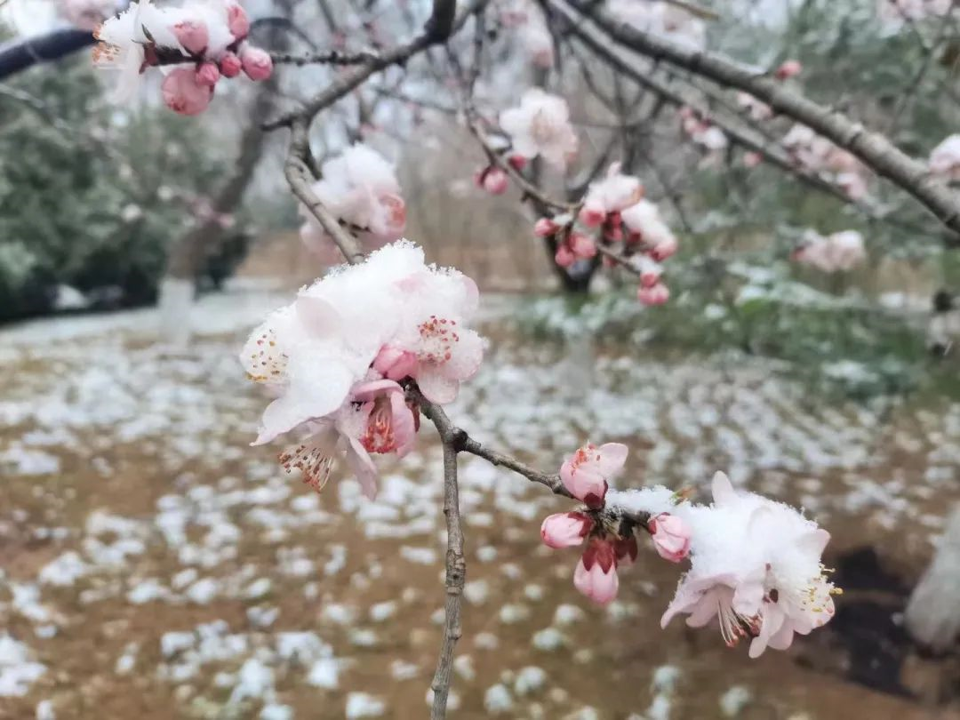 Snowy Beijing