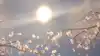 寸芒 寸芒