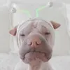王松松