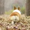 志伟
