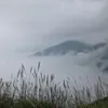 TAO