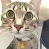 骨.