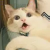 lxk