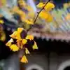 黄朝杰