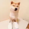 倔强钉子