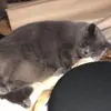 灰小灰