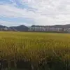 蝉鸣