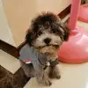 赵晓韦WILL