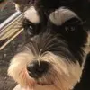 王野
