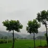过河卒子