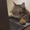 小夏童鞋