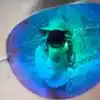 YHvi YHvi