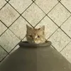要橙汁