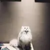 动物股长