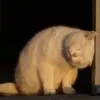 文