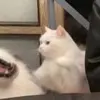 小喵大福