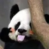 熊猫要吃酒