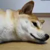 周-1303497 周-1303497