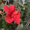 小的时候看月亮 小的时候看月亮