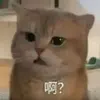 晓阳菜🥬-1339062