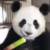 小气球Q 小气球Q