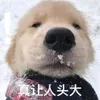 张炎-1358725 张炎-1358725